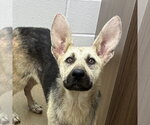 Small #1 German Shepherd Dog Mix
