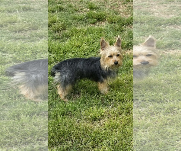 Medium Photo #2 Mutt Puppy For Sale in Greenville, SC, USA