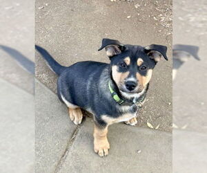 Gerberian Shepsky Dogs for adoption in Corona, CA, USA