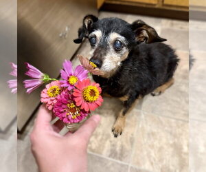 Isadora - Female Chihuahua-Unknown Mix Dog for Adoption - Photo #12