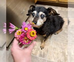 Small Photo #12 Chihuahua-Unknown Mix Puppy For Sale in Fargo, ND, USA