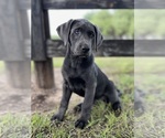 Puppy Bailey Labrador Retriever