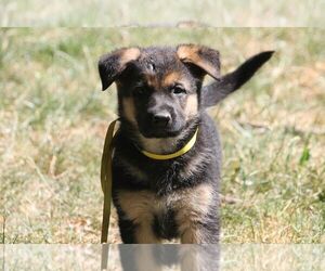 German Shepherd Dog Puppy for sale in OAK GROVE, OR, USA