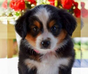 Miniature Australian Shepherd Puppy for sale in REBERSBURG, PA, USA