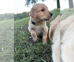 Puppy Yellow English Cream Golden Retriever