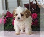 Small Photo #1 Cavapoo Puppy For Sale in NARVON, PA, USA