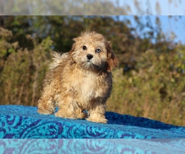 Medium Photo #21 ShihPoo Puppy For Sale in DYERSBURG, TN, USA