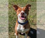 PETEY - Male Mutt Dog for Adoption - Small photo