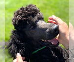 Small #4 Poodle (Standard)