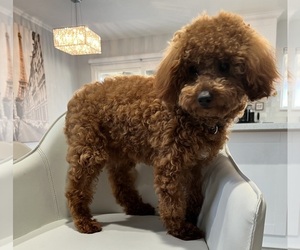 Poodle (Toy) Puppy for sale in ORANGE, CA, USA