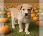 Cassie * - Female Siberian Husky-Unknown Mix Dog for Adoption - Small photo