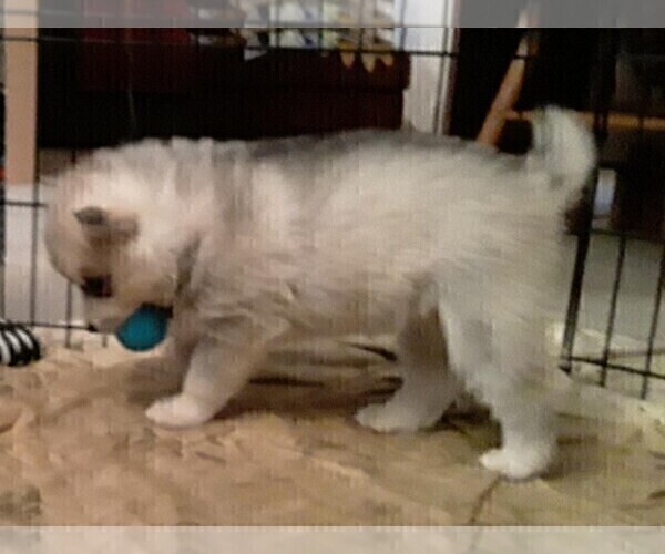 Medium Photo #7 Siberian Husky Puppy For Sale in LA VERNE, CA, USA