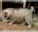 Small Photo #7 Siberian Husky Puppy For Sale in LA VERNE, CA, USA