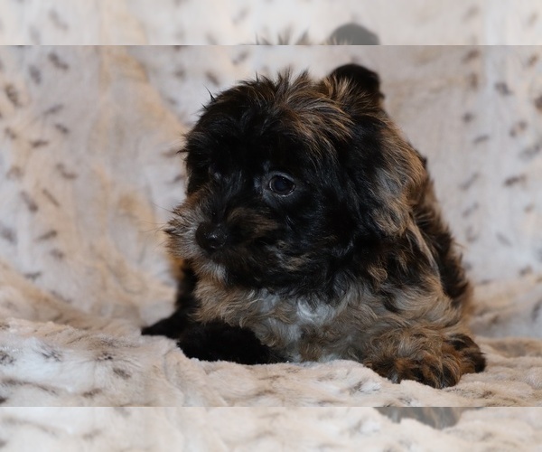 Medium Photo #13 Yorkiepoo mix (+ Poodle Toy) Puppy For Sale in DYERSBURG, TN, USA