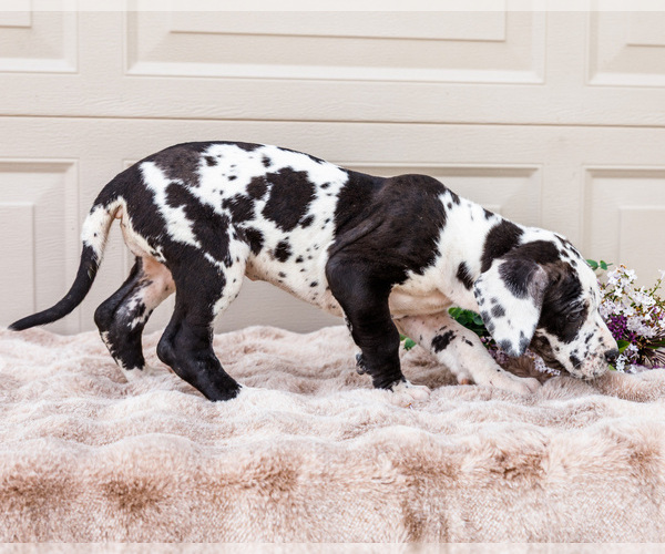 Medium Photo #10 Great Dane Puppy For Sale in WAKARUSA, IN, USA