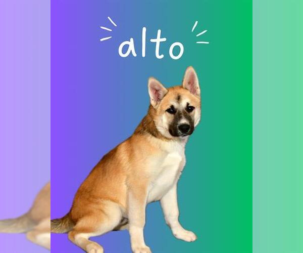 Medium Photo #1 Akita-German Shepherd Dog Mix Puppy For Sale in West Valley, UT, USA