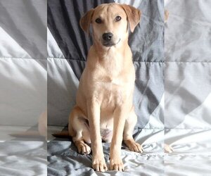 Labrador Retriever-Unknown Mix Dogs for adoption in Webster, WI, USA