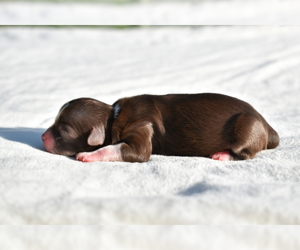 Medium Photo #3 Auss-Tzu Puppy For Sale in PALM COAST, FL, USA