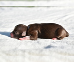 Small #2 Auss-Tzu