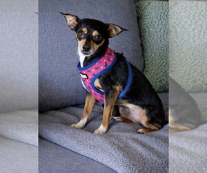 Chihuahua Dogs for adoption in Polson, MT, USA