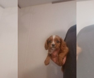 Cavalier King Charles Spaniel Puppy for Sale in SPARTA, Tennessee USA