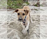 Small #7 Beagle Mix