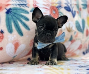 French Bulldog Puppy for sale in LANCASTER, PA, USA