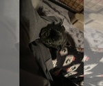 Small Photo #15 Frenchie Pug Puppy For Sale in BLOOMINGTON, IL, USA