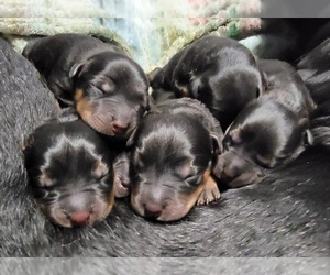 Rottweiler Puppy for sale in GRESHAM, OR, USA