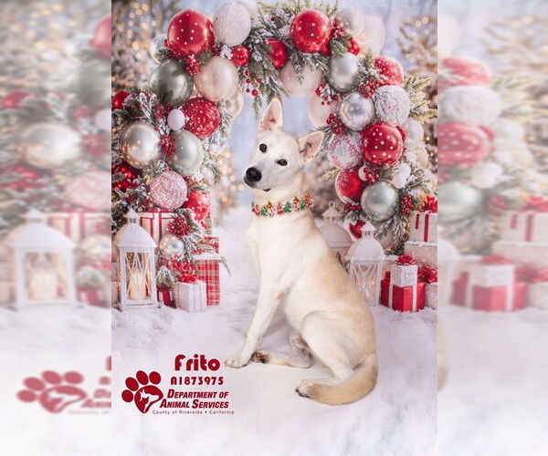 Medium Photo #3 German Shepherd Dog-Unknown Mix Puppy For Sale in Riverside, CA, USA