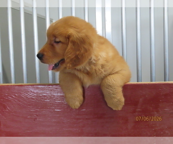 Medium Photo #5 Golden Retriever Puppy For Sale in THORP, WI, USA