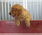 Small #4 Golden Retriever