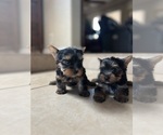 Small #3 Yorkshire Terrier