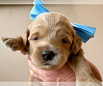 Image preview for Ad Listing. Nickname: O Henry