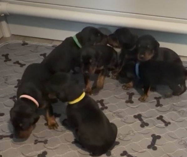Medium Photo #1 Doberman Pinscher Puppy For Sale in CHEPACHET, RI, USA