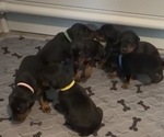 Image preview for Ad Listing. Nickname: Litter of 10