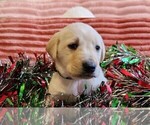 Small #3 Golden Labrador