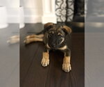 Small #2 German Shepherd Dog Mix