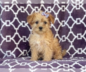 Medium Poodle (Miniature)-Shorkie Tzu Mix