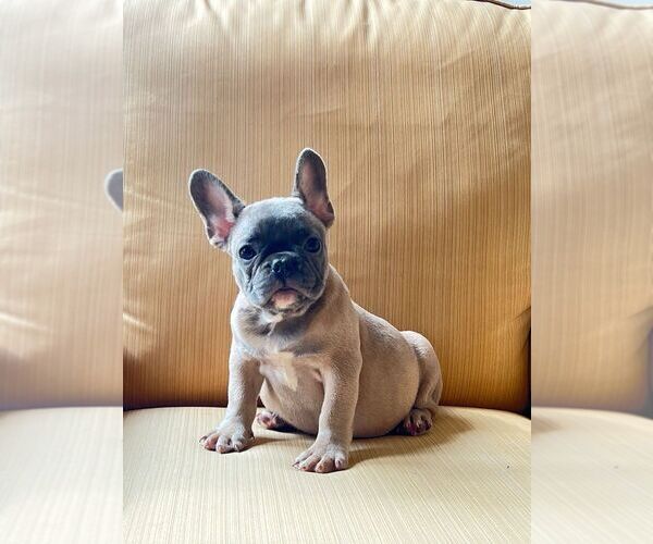 Medium Photo #3 French Bulldog Puppy For Sale in WEST COLUMBIA, SC, USA