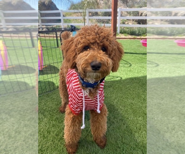 Medium Photo #1 Goldendoodle (Miniature) Puppy For Sale in MENIFEE, CA, USA