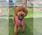 Small Photo #1 Goldendoodle (Miniature) Puppy For Sale in MENIFEE, CA, USA