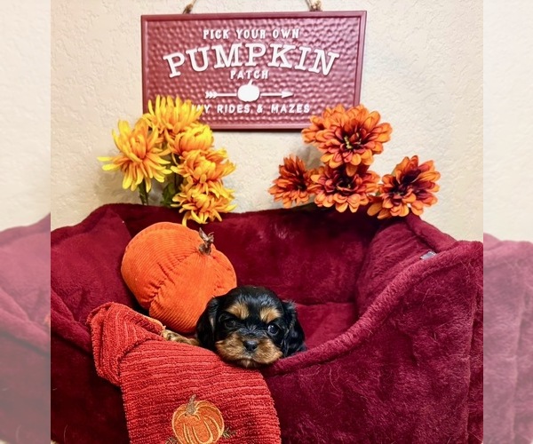 Medium Photo #1 Cavalier King Charles Spaniel Puppy For Sale in NEW BRAUNFELS, TX, USA