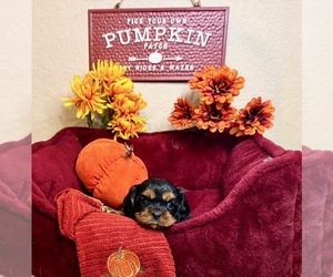 Cavalier King Charles Spaniel Puppy for sale in NEW BRAUNFELS, TX, USA