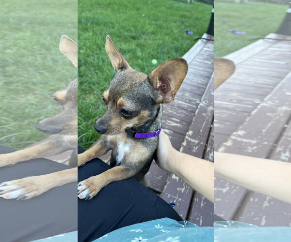Medium Photo #2 Chihuahua-Unknown Mix Puppy For Sale in New London, WI, USA