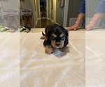 Small Photo #19 Cavalier King Charles Spaniel Puppy For Sale in BENTONVILLE, AR, USA