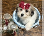 Small #1 Shih-Poo