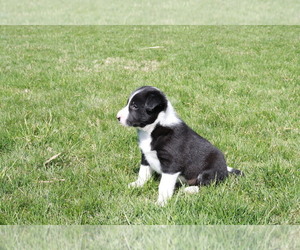 Border Collie Puppy for sale in OTSEGO, MI, USA