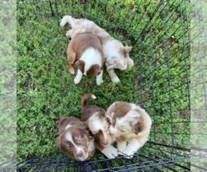 Australian Shepherd Puppy for sale in GREENWOOD, NE, USA