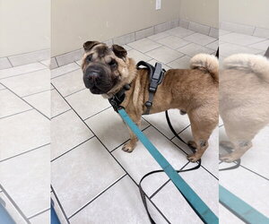 Chinese Shar-Pei Dogs for adoption in Prescott, Ontario, Canada